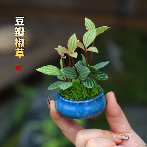 豆瓣绿盆栽桌面小植物喜阴植物