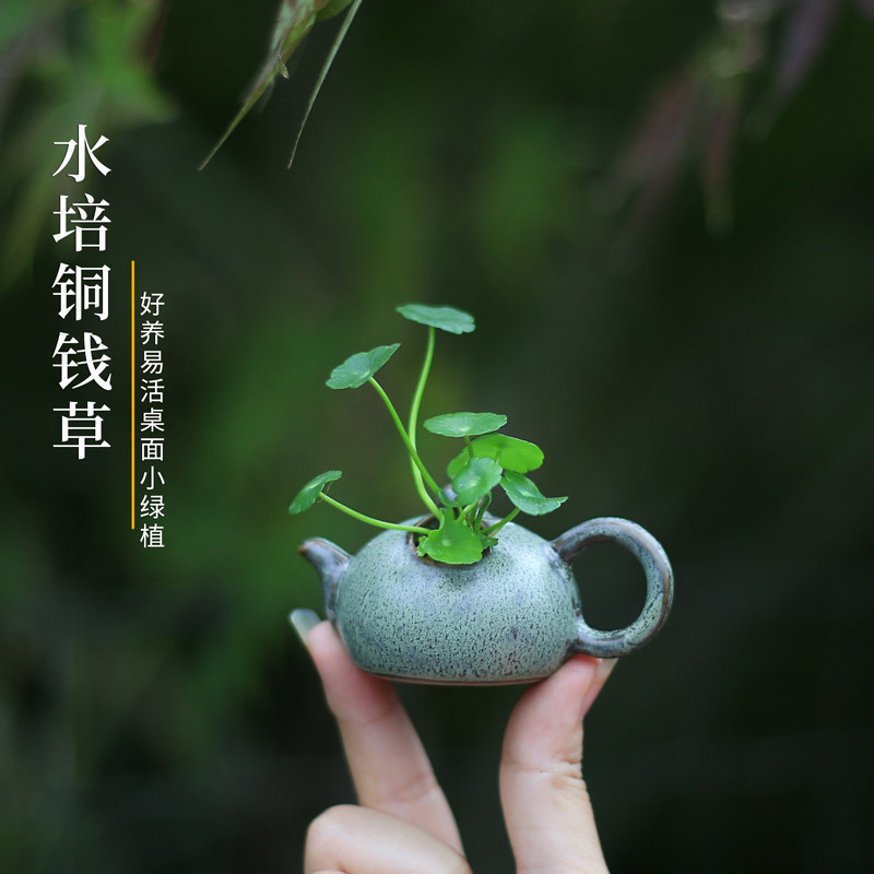 好养铜钱草水培植物花卉客厅室内盆栽办公室桌面好养绿植养死包赔