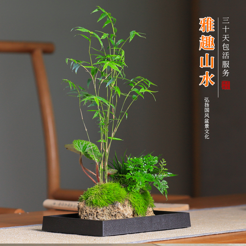 石菖蒲盆景吸水办公室绿植苔藓