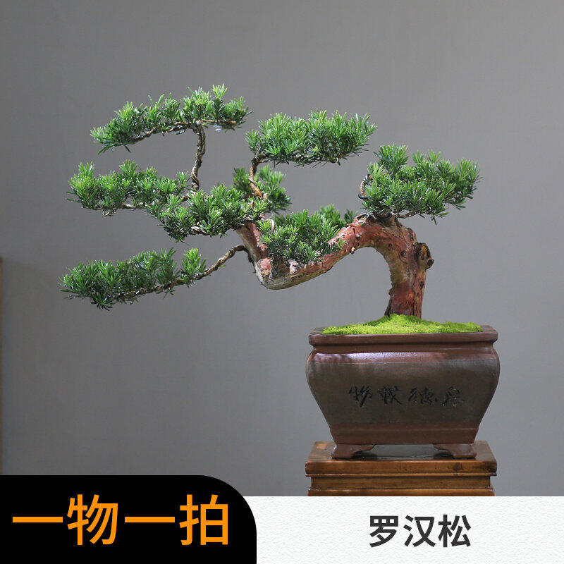 小叶罗汉松盆景大树庭院造型树迎客松老桩真树别墅客厅一物一拍