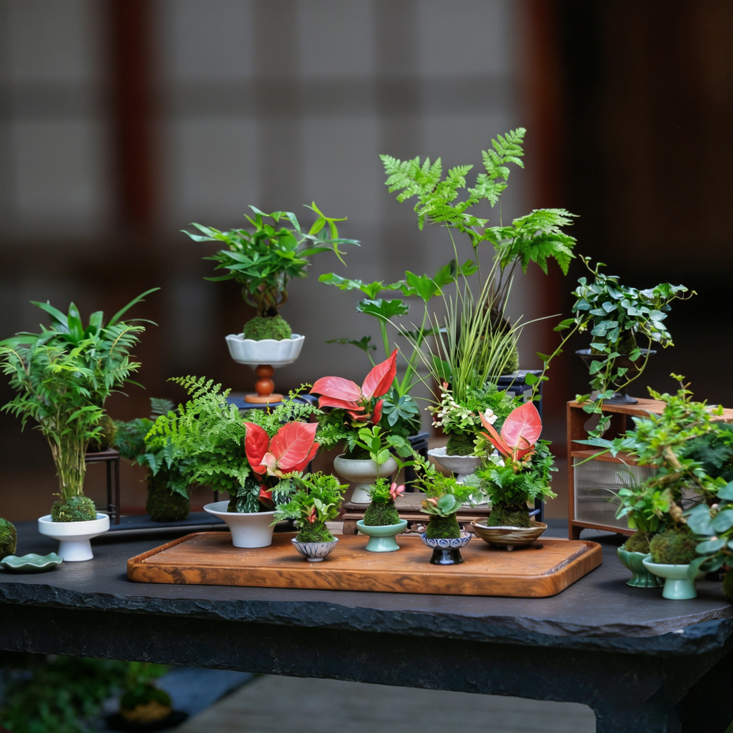 水培苔藓球内门竹植物室内办公室桌面喜阴好养迷你盆栽苔玉发财树