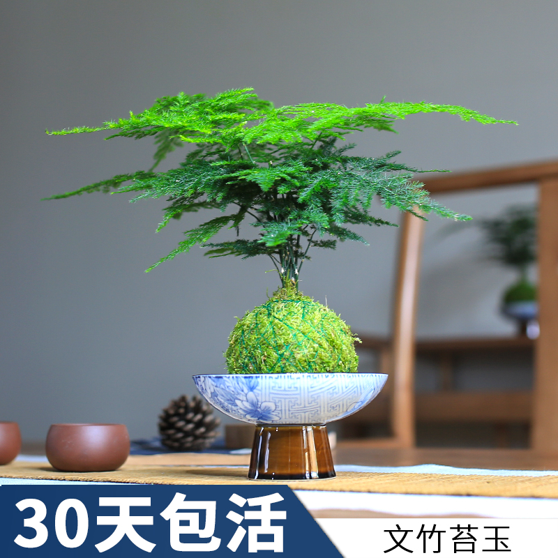 文竹水培植物创意盆景迷你小盆栽绿植净化空气吸甲醛办公桌客厅