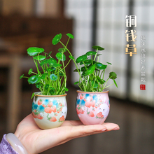 铜钱草水培植物室内花卉盆栽花盆桌面水栽绿植办公桌可爱小摆件