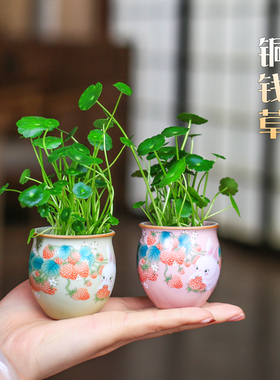 铜钱草水培植物室内花卉盆栽花盆桌面水栽绿植办公桌可爱小摆件