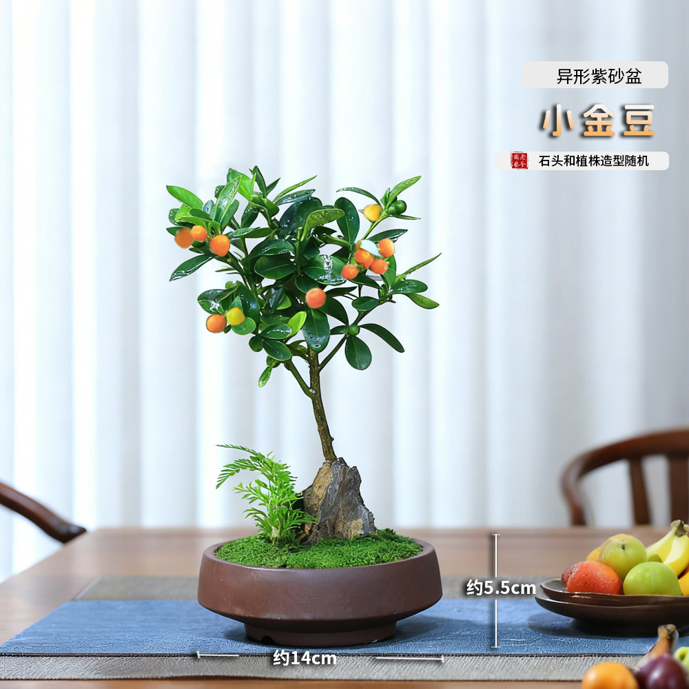 迷你金豆小盆栽植物室内花卉绿植办公室带果冬季耐寒桌面果树盆景