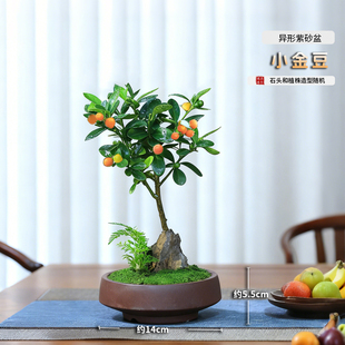 迷你金豆小盆栽植物室内花卉绿植办公室带果冬季耐寒桌面果树盆景