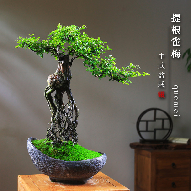 雀梅盆景一物一拍高提根高盆景室内植物花卉茶室玄关植物桌面绿植
