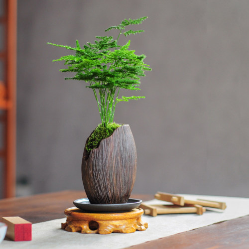 文竹盆栽植物绿化迷你四季办公室