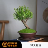 Xiaoye Chinan Bonsai Little Pleap Office Desk Balcon