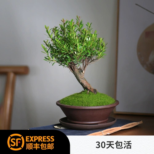 Xiaoye Chinan Bonsai Little Pleap Office Desk Balcon