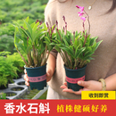 澳洲香水石斛兰盆栽兰花苗桌面绿植阳台花卉带花苞冬季 耐寒植物