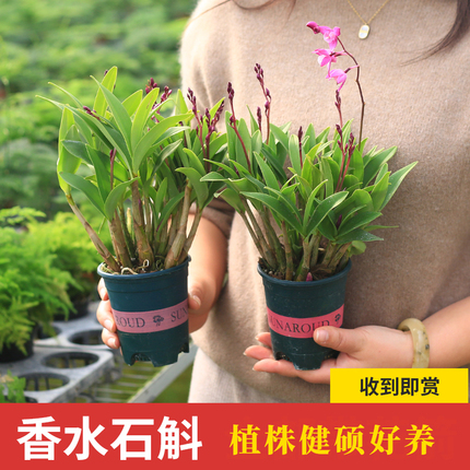 澳洲香水石斛兰盆栽兰花苗桌面绿植阳台花卉带花苞冬季耐寒植物