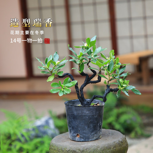 金边瑞香水旱盆景一物一拍桌面绿植茶室居家搭配耐阴造型花卉
