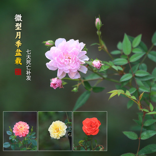 姬月季盆栽带花苞植物