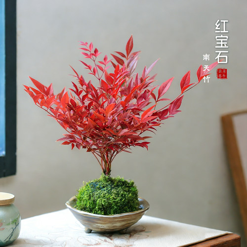 南天竹小盆栽室内书房茶室办公