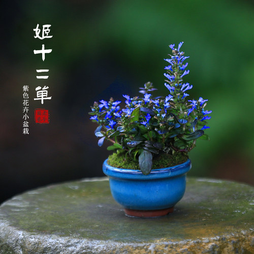 日本山野草筋骨草巧克力片绿植