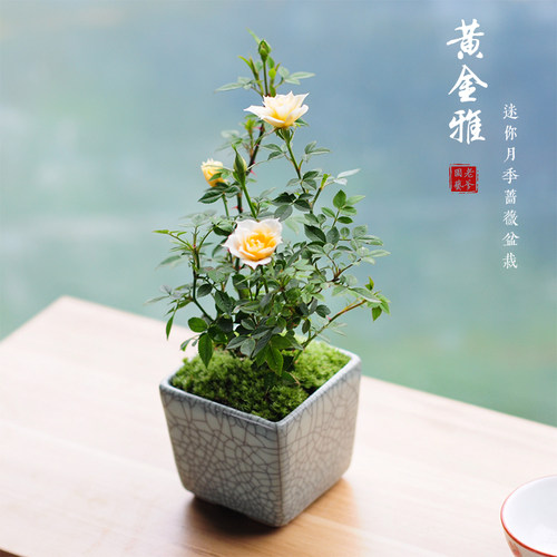 绿植蔷薇窗台庭院微型攀援姬月季