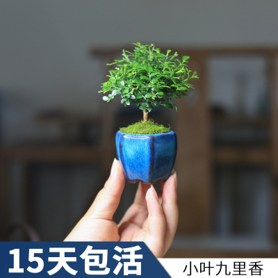 小叶九里香迷你微型小盆栽办公室好养绿植四季常青花卉植物小苗