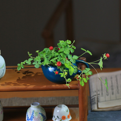蛇莓龙吐珠天龙珠开花结果绿植