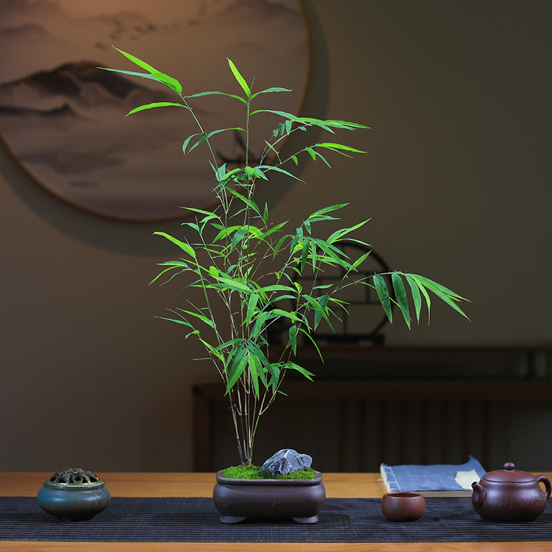 正宗内门竹盆栽名贵门内竹室内庭院茶室玄关绿植四季常青竹子盆景