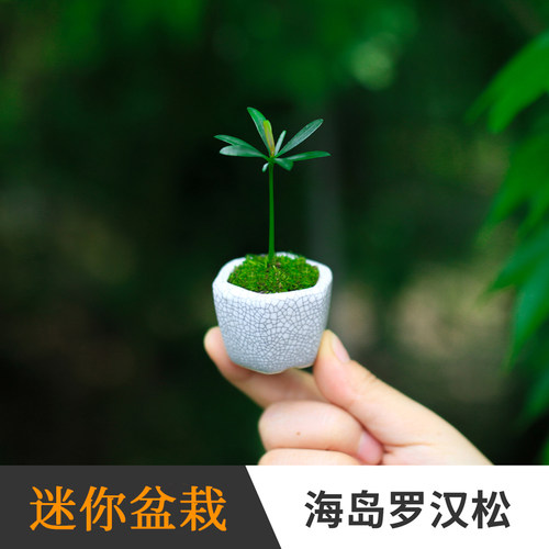幼儿园小盆栽海岛罗汉松耐养盆景