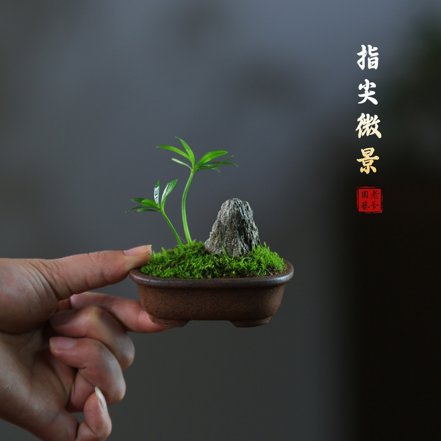 罗汉松菖蒲耐阴小盆栽懒人植物桌面植物室内花卉微盆景迷你盆景