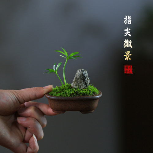罗汉松菖蒲耐阴室内微盆景