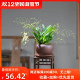Mengxiang Orchids Pot Prost Plant Plant Plant Flower Office Зеленый растение сажан