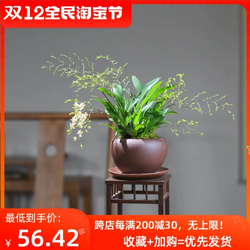 Mengxiang Orchids Pot Prost Plant Plant Plant Flower Office Зеленый растение сажан