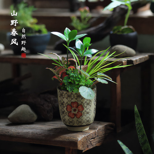 山野草盆栽桌面好养小绿植观叶植物绿植茶桌好养易活水培微景观