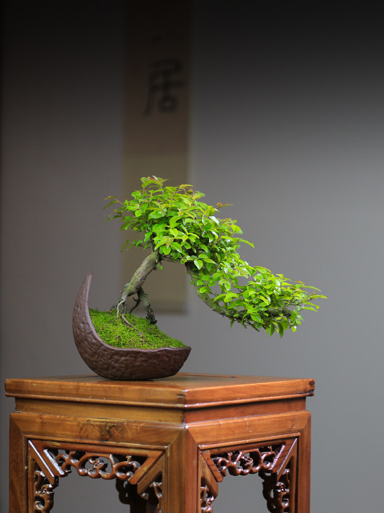 小叶雀梅盆景悬崖造型提根老桩盆景庭院绿植室内桌面植物客厅摆件