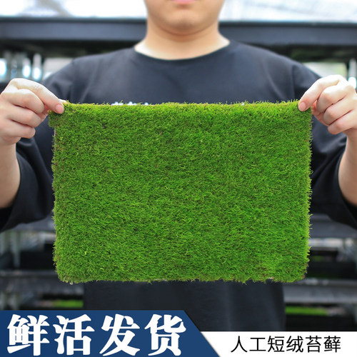 盆景纱布苔藓乌龟专用草坪鲜活