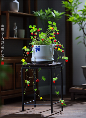 蛇莓迷你盆栽趣味龙吐珠开花结果桌面室内绿植花卉天龙珠爬藤植物