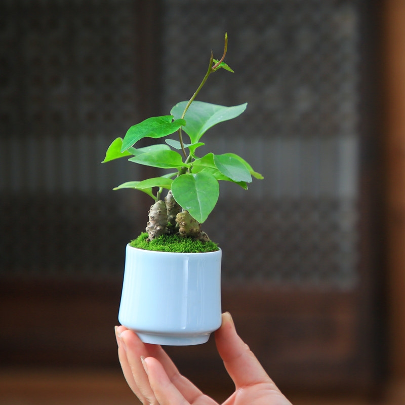 藤三七植物苗盆栽室内绿植阳台爬藤耐阴好养办公室桌面好养花卉