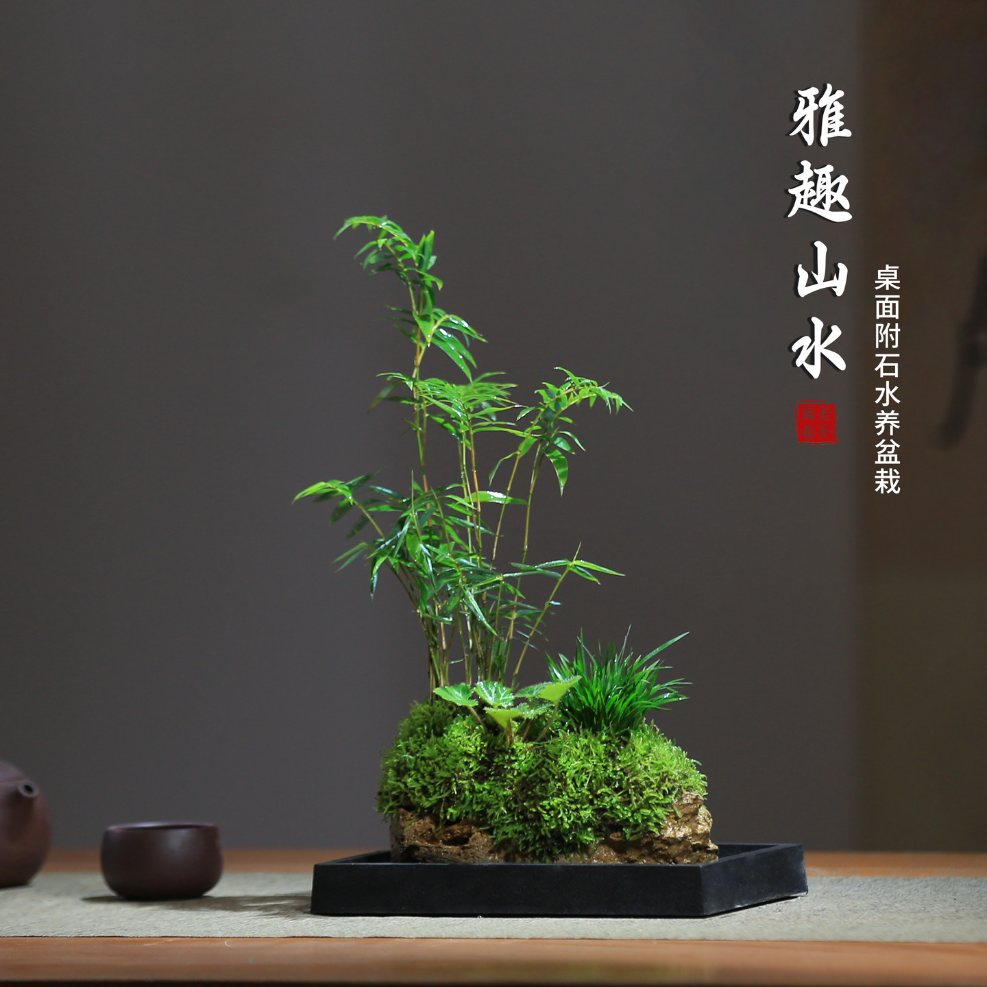 石菖蒲盆景吸水办公室绿植苔藓