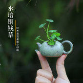 好养铜钱草水培植物花卉客厅室内盆栽办公室桌面好养绿植养死包赔