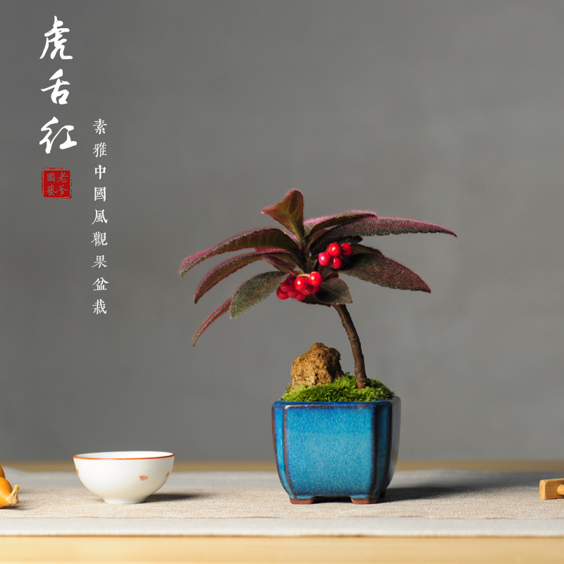 桌面盆栽虎舌红观果植物