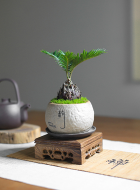 铁树苏铁迷你盆景盆栽四季常青中式禅意绿植室内茶室办公室好养