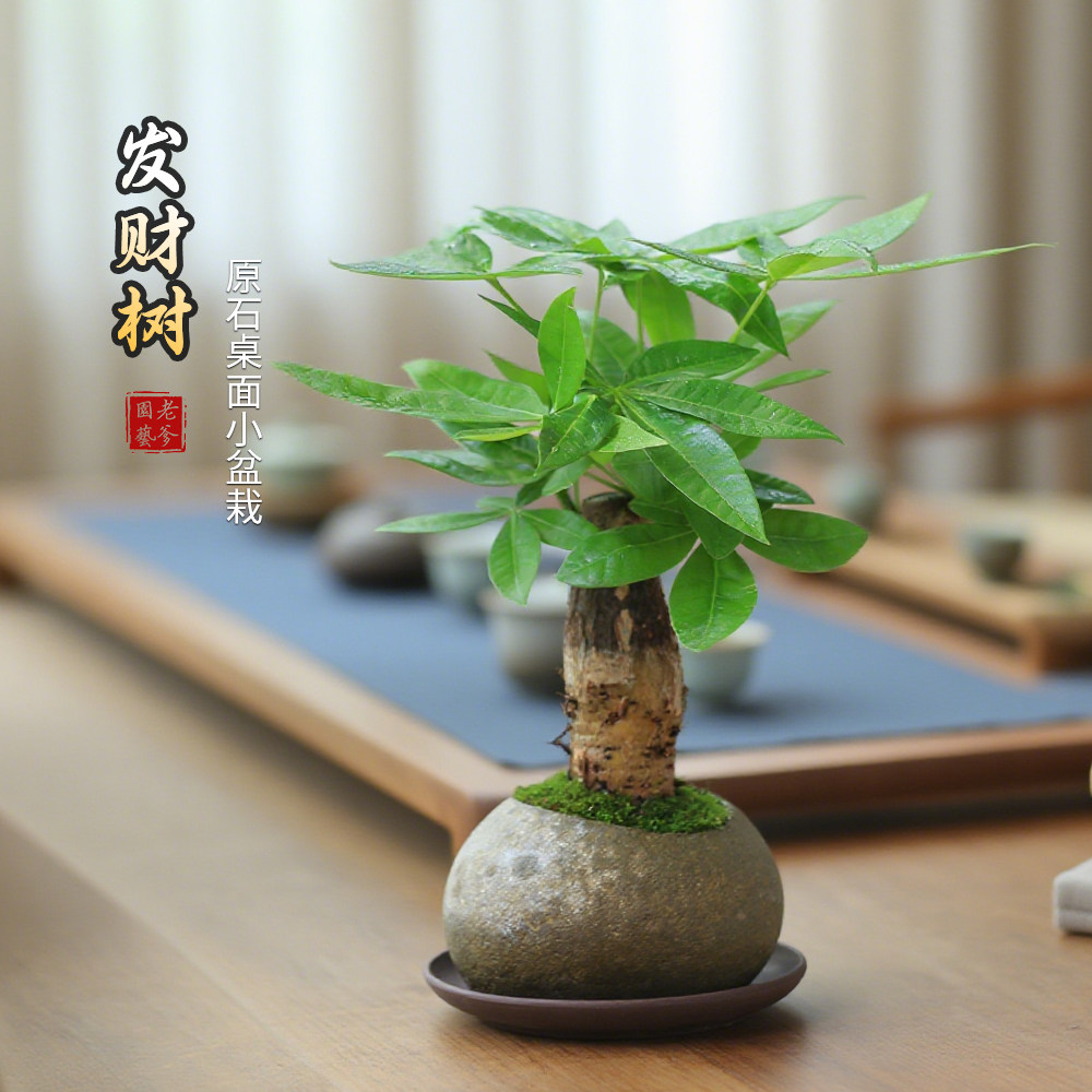 发财树石头盆栽创意迷你小造型绿植办公室桌面四季长青好养树摆件,鲜花速递/花卉仿真/绿植园艺,造型盆景,淘宝优惠券,粉丝福利购,淘宝优惠卷