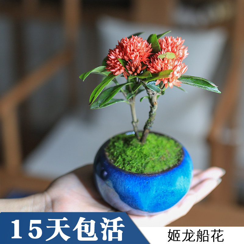 姬龙船山丹花迷你盆栽室内好养花卉绿植小苗耐热窗台阳台微型植物