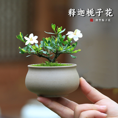 栀子花盆栽室内桌面迷你绿植花卉
