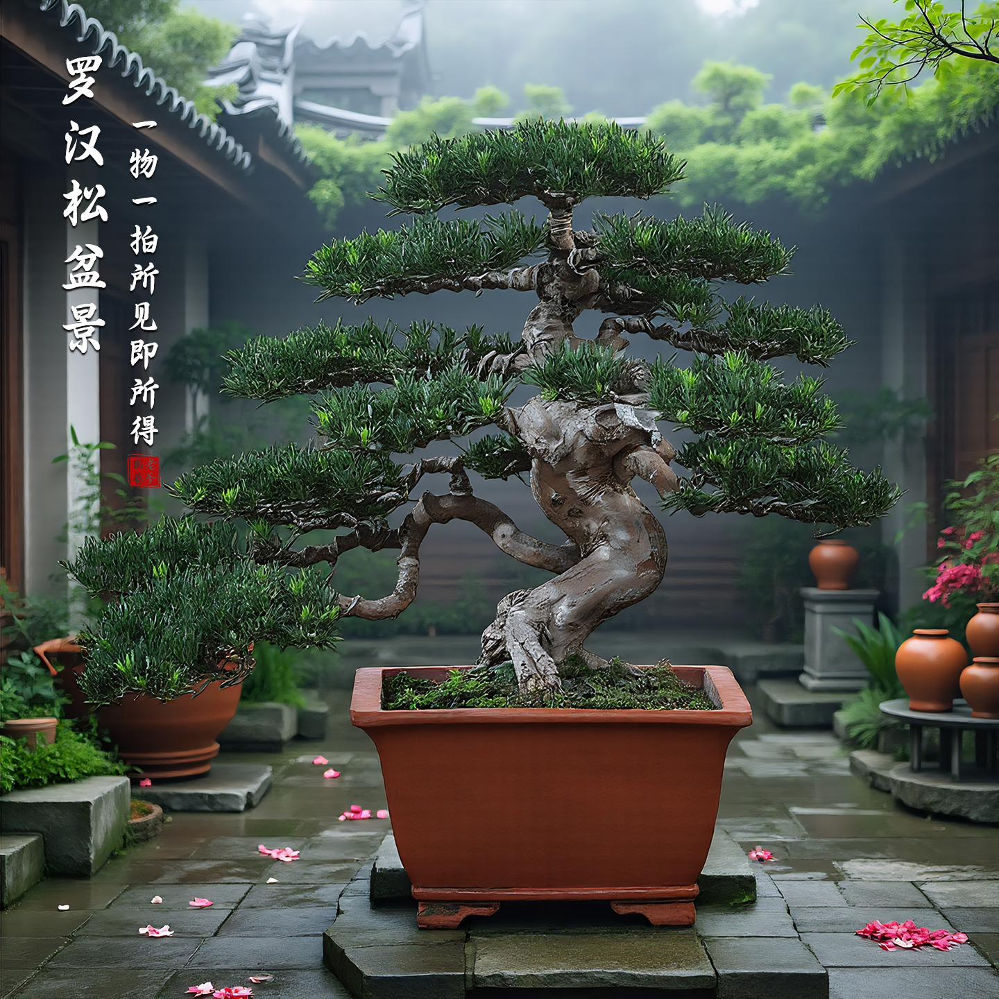 罗汉松盆景绿植室内大型庭院造型树迎客松定型玄关客厅一物一拍