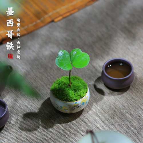 微型铁树桌面茶台客厅禅意小盆景