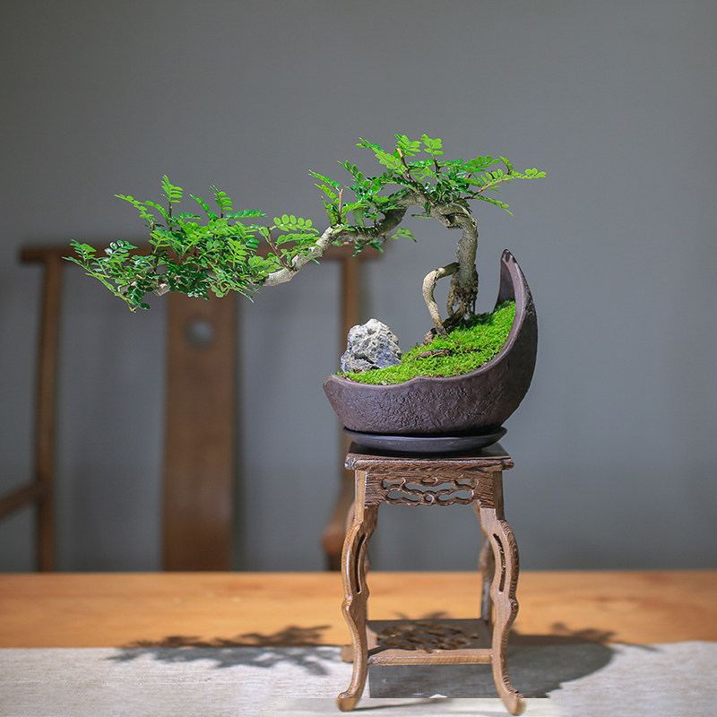 胡椒木雀梅老桩盆景室内盆栽植物禅意茶桌造景摆件桌面绿植旺宅