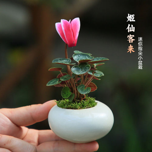 迷你盆栽姬仙客来盆栽桌面绿植办公室小盆栽室内花卉好养植物
