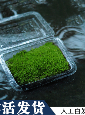 鲜活青苔绿植短绒白发苔藓真草皮微景观迷你盆景专用生态水缸植物