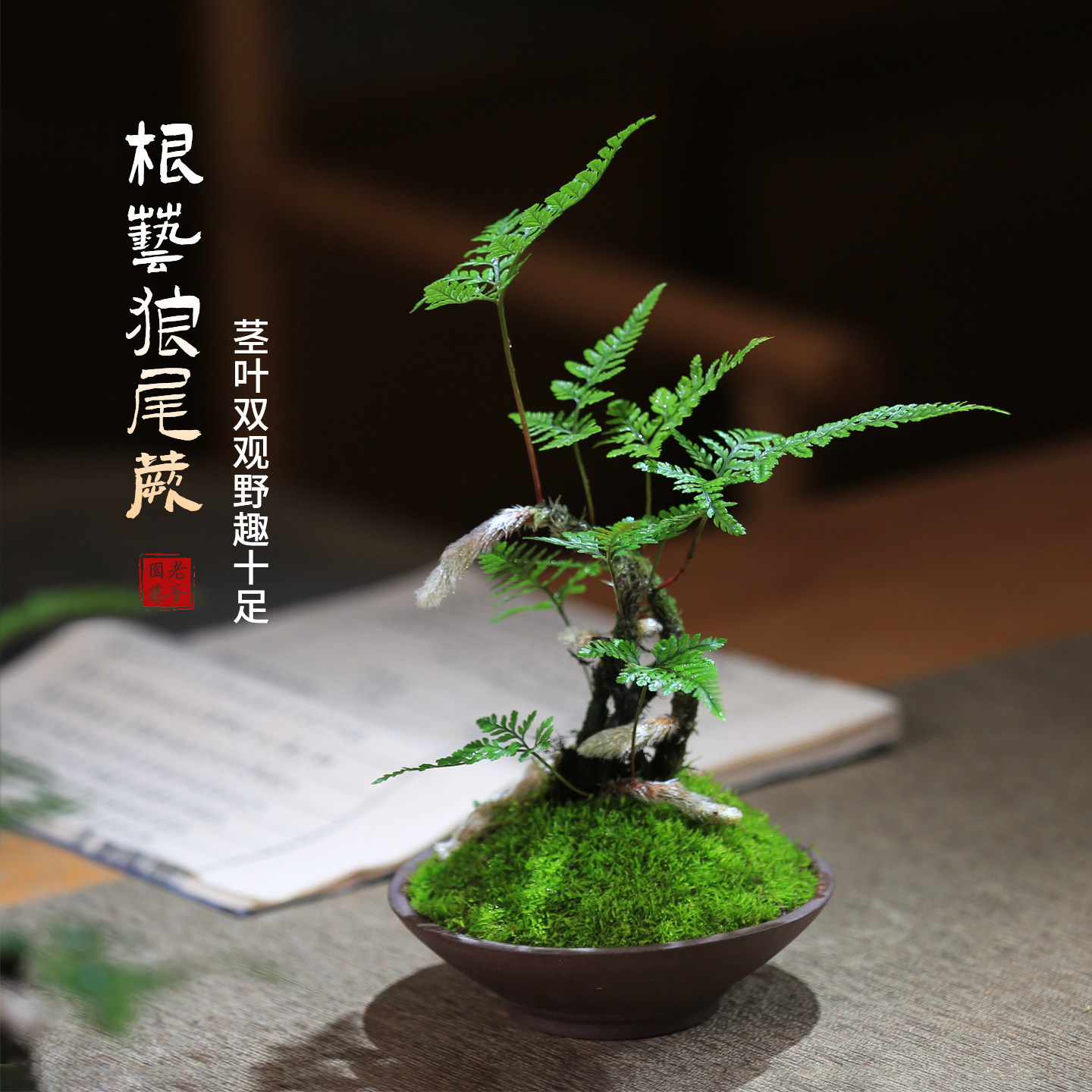 狼尾蕨盆栽室内好养绿植办公室蕨类桌面植物耐阴造型苔藓微景观