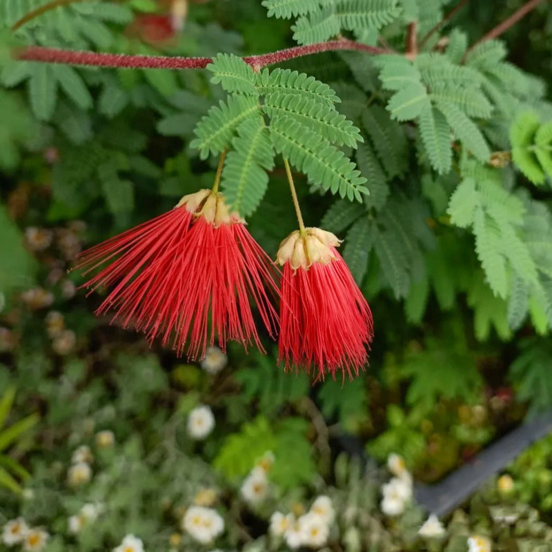 新品日本红花姬合欢网红好养阳台窗台花卉微景观迷你桌面盆栽小植