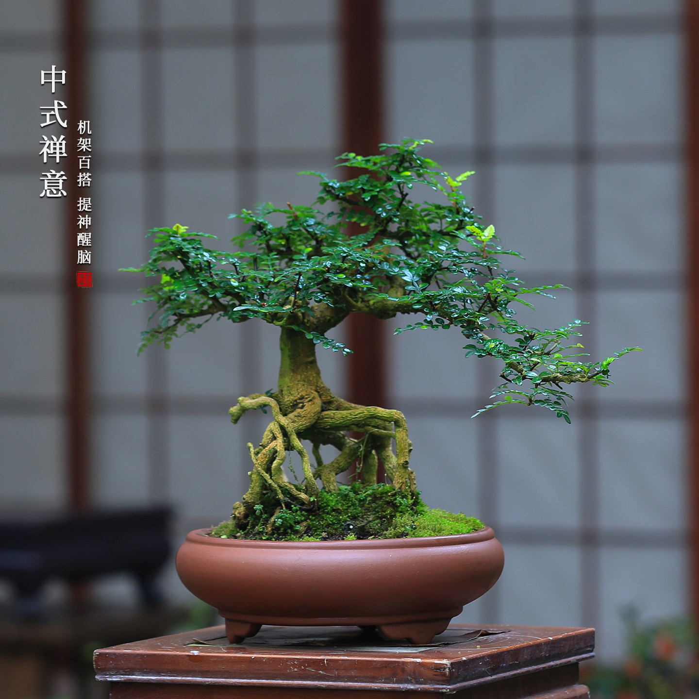 胡椒木盆栽老桩盆景室内植物客厅办公室桌面绿植茶室迷你盆栽禅意,鲜花速递/花卉仿真/绿植园艺,造型盆景,淘宝优惠券,粉丝福利购,淘宝优惠卷