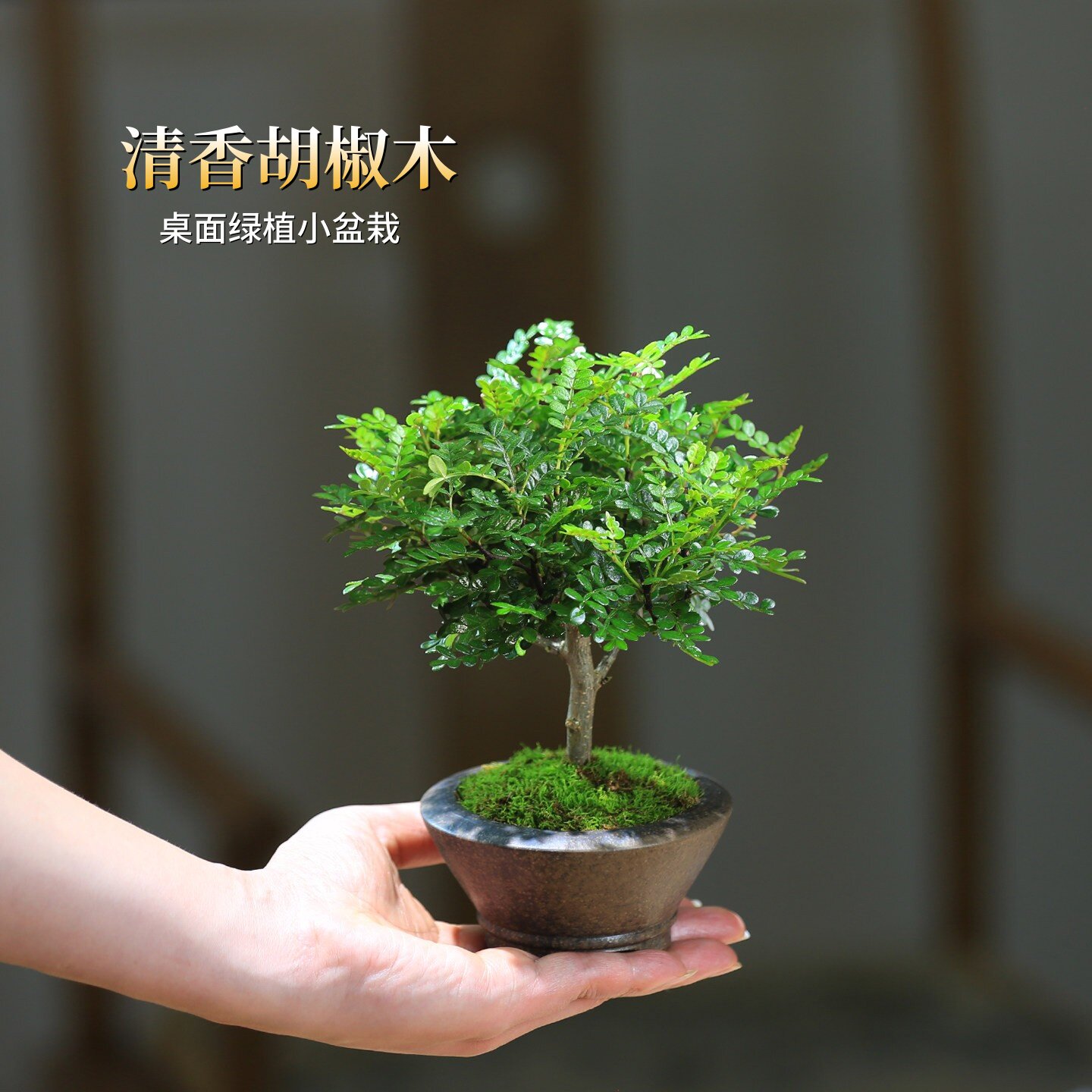 清香型胡椒木盆栽带香味室内绿植蛋糕装饰驱蚊草净化空气迷你绿植
